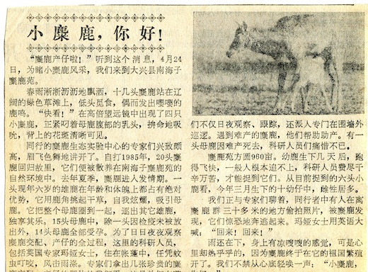 18. 1987年4月25日,小麋鹿新生:.jpg