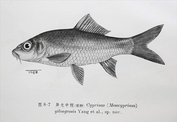 J17-异龙鲤.jpg J17-异龙鲤.jpg