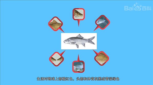 J17-异龙鲤.png